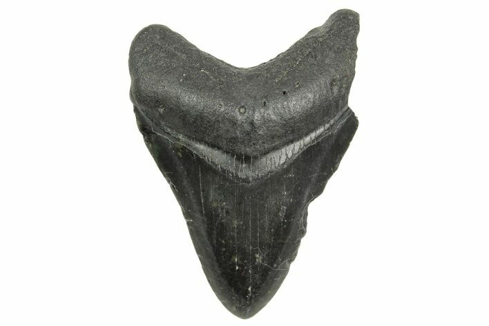 Fossil Megalodon Tooth - South Carolina #368418
